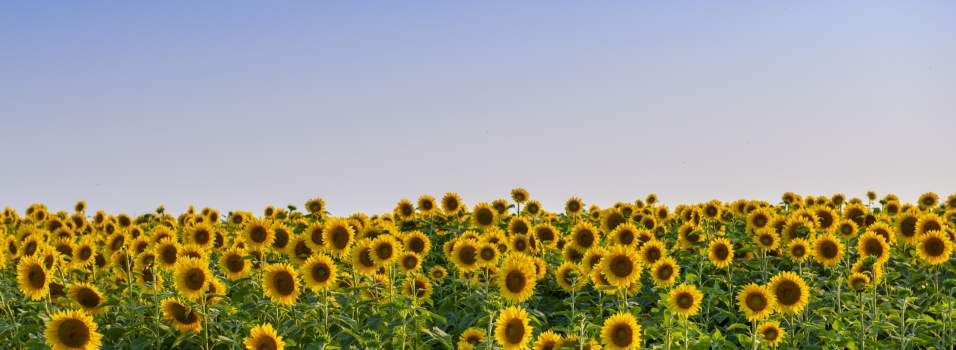 Sunflower Field, blue sky